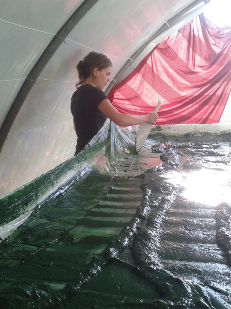 spiruline recolte