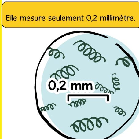 dessin spiruline 