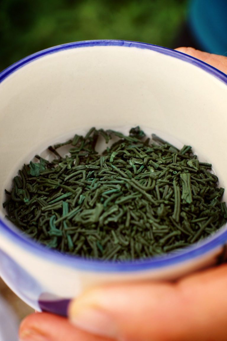 spiruline bio en vrac dans une tasse tenue par une main.