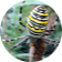 logo avis spiruline Bio