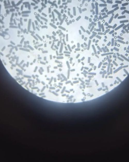 spiruline microscope